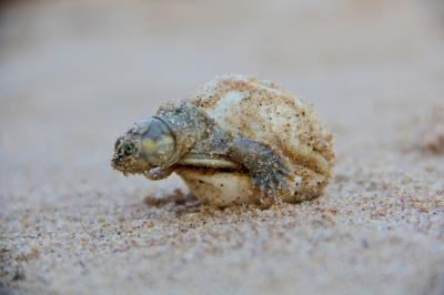 Giant South American River Turtle Hatchling