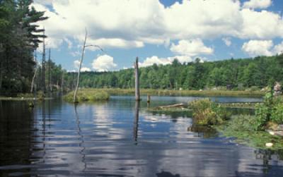 Image of a Lake Surrounded by Trees