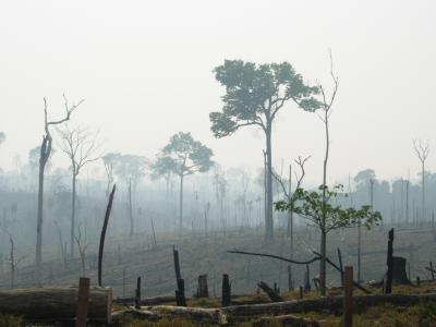 A 'Boom-and-Bust' Economy Based on Deforestation (1 of 4)