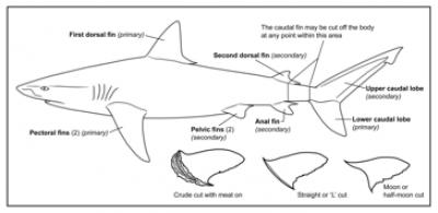 Shark Fin Cuts
