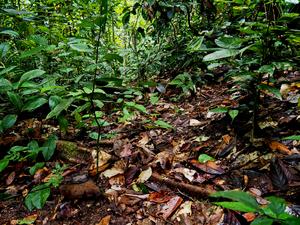 Logged forests have reduced seedling density