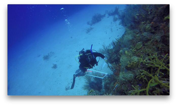 Dr. Anya Brown dives in Little Cayman coral reef