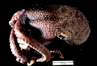 Extremely Warty Octopus Skin