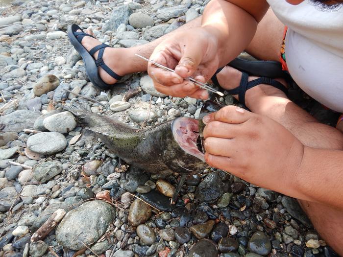 Extracting otolith from spring Chinook salmon