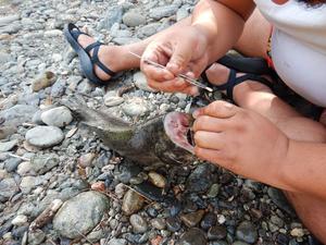 Extracting otolith from spring Chinook salmon