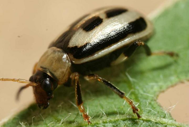 Bean Leaf Beetle