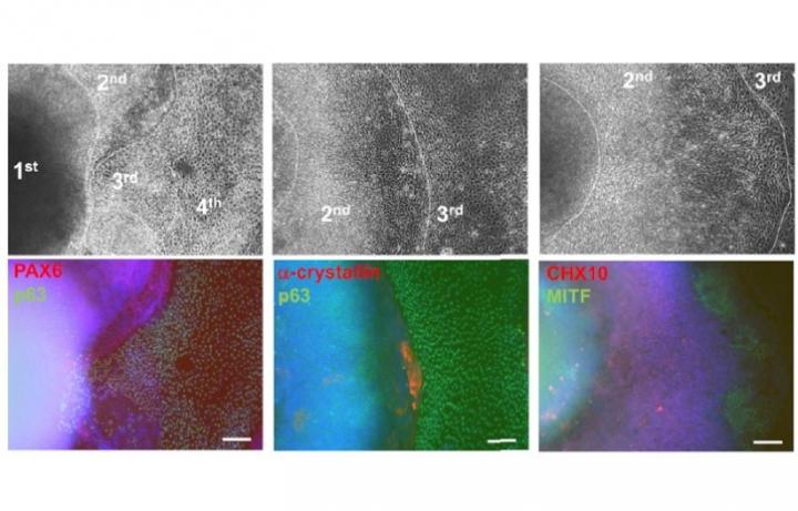 Fig.3 SEAM Induction Using Reporter iPS Cell Line