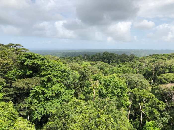Panama's forest canopy