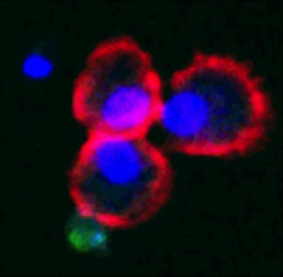 Protein S Made Visible