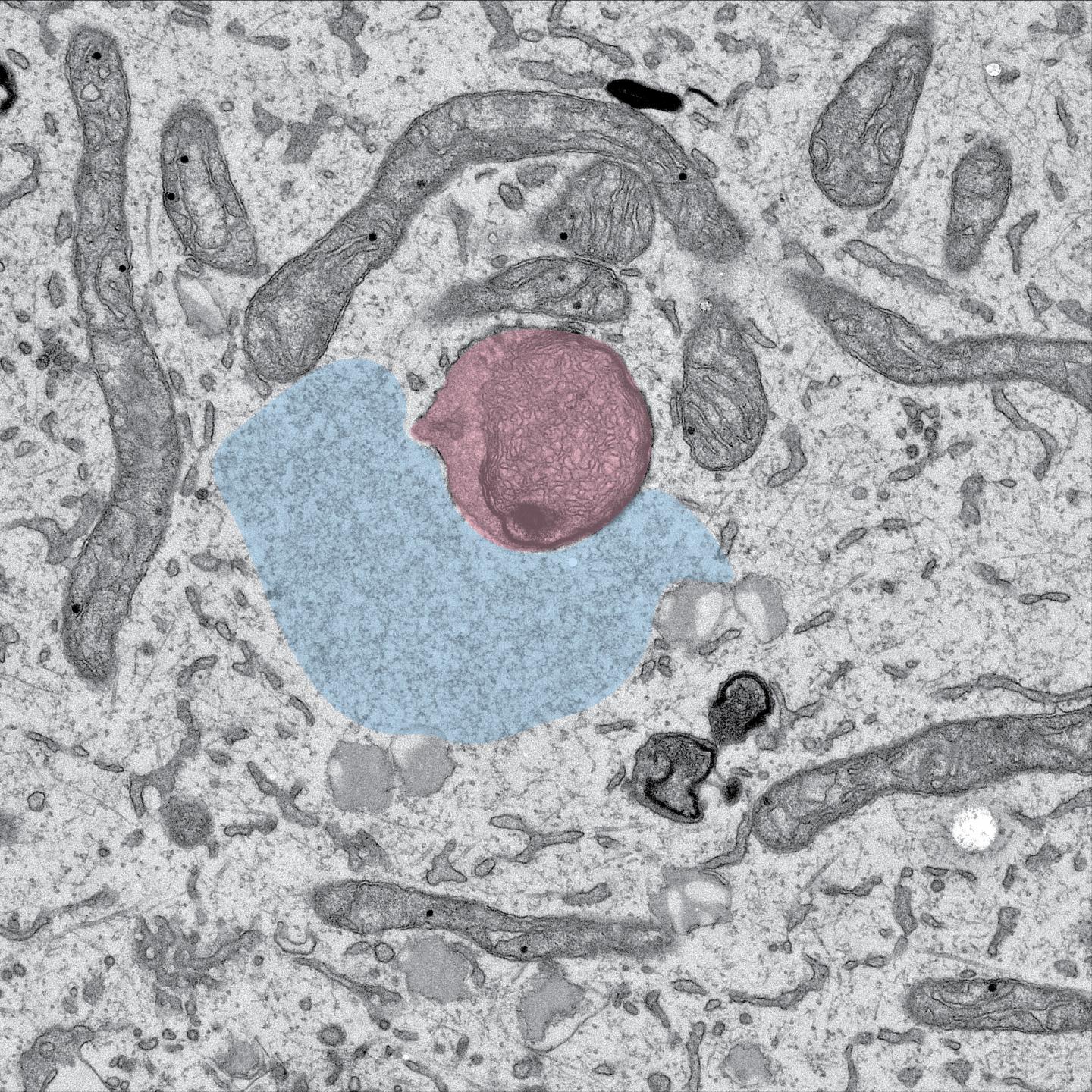 Rna Trafficking Image Eurekalert Science News Releases