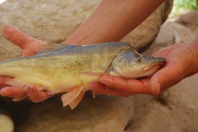 Humpback Chub