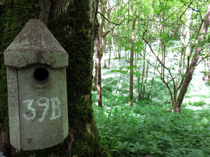 Nesting boxes at Wytham Woods