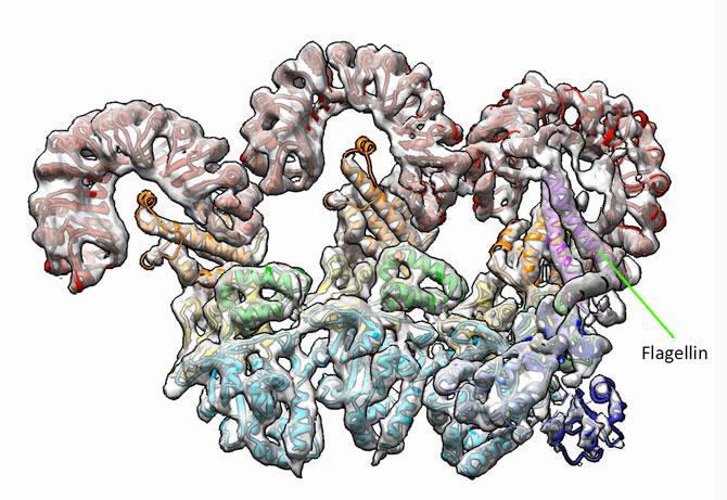 Cryo-EM Structure of an Inflammasome