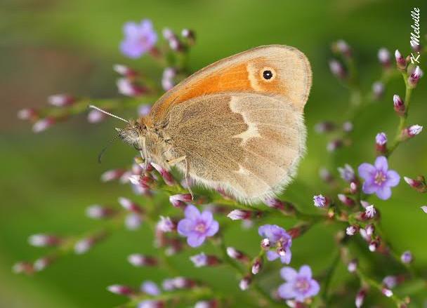 The Maritime Ringlet