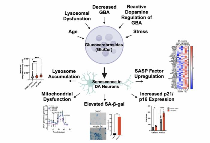 Lipid accumulation drives cellular senescence in dopaminergic neurons