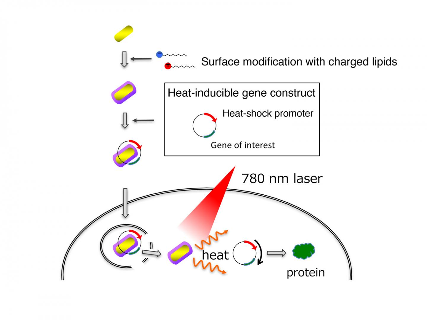 Image 1 Delivery and Activation of Genes by Gold Nanorods