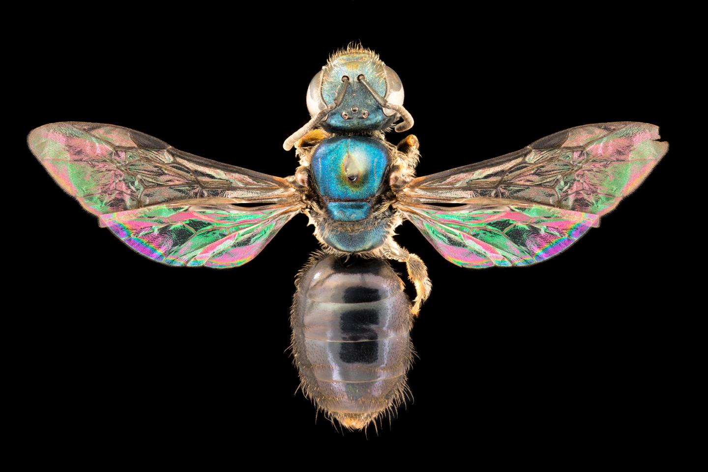 Homalictus hadrander, Fijian bee species, female
