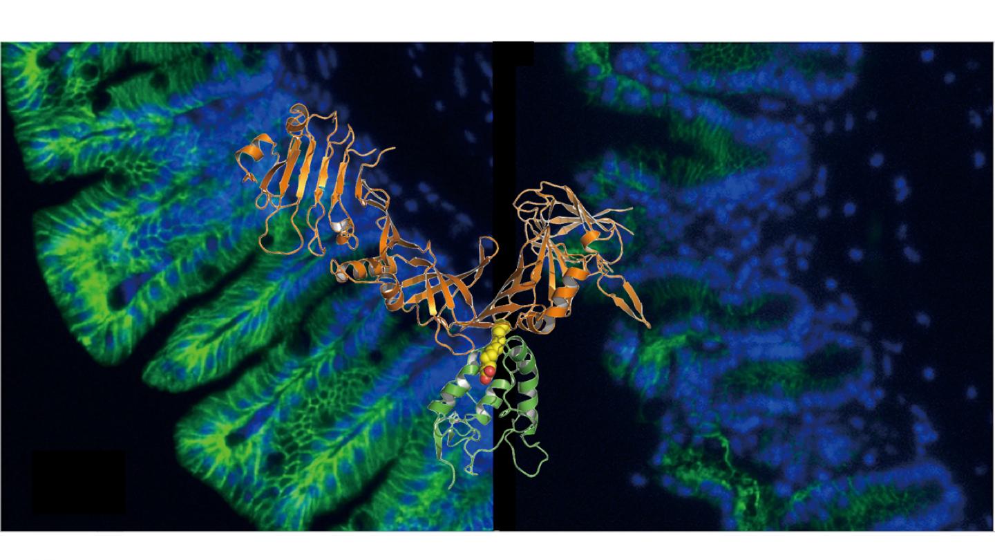 Structural Basis for Recognition of Frizzled Proteins by <i>Clostridium difficile</i> Toxin B