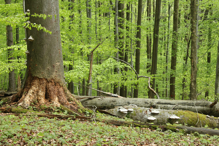 Deadwood in the beech forest near the ecological station of the University of Würzburg. Fungi have set about decomposing the logs.