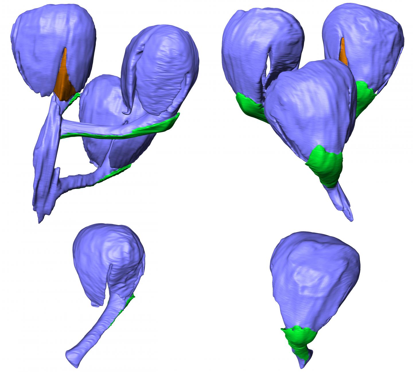 3D reconstructions of fossil cupules from the Early Cretaceous Zhahanaoer chert locality