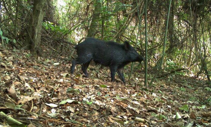 In the Cerrado, crop diversification has beneficial effects on wildlife and reduces the presence of boars
