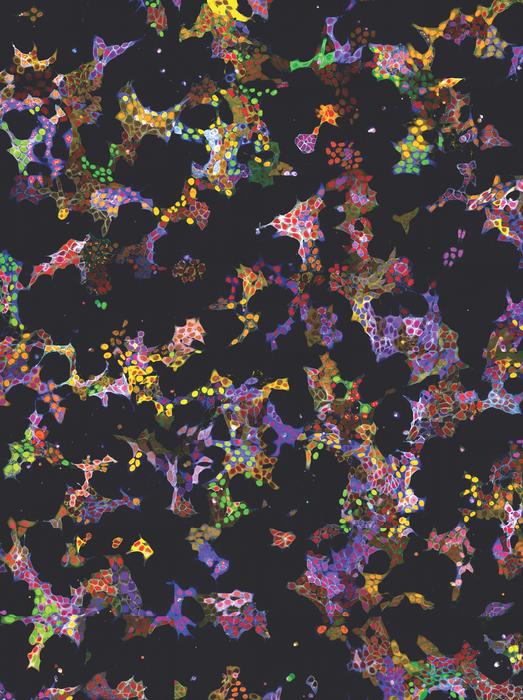 Fluorescence microscopy images of vpCell Pools