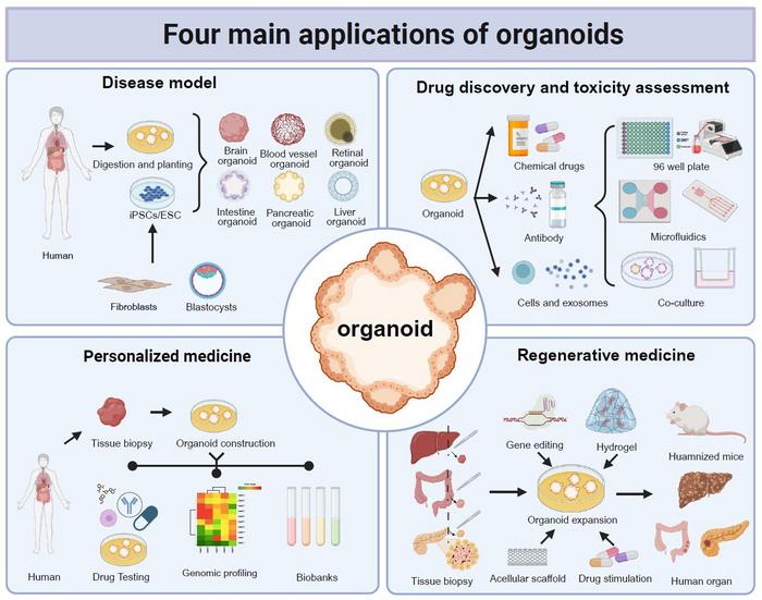 Organoids: development and applications in disease models, drug discovery, precision medicine, and regenerative medicine