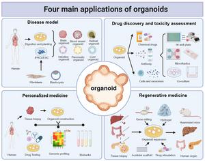 Organoids: development and applications in disease models, drug discovery, precision medicine, and regenerative medicine