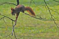 The Red Squirrel