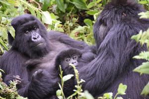 Mountain gorilla mother and infant togehter with another adult female during a rest period