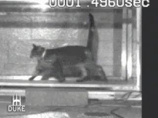 Cat on a Hot Treadmill