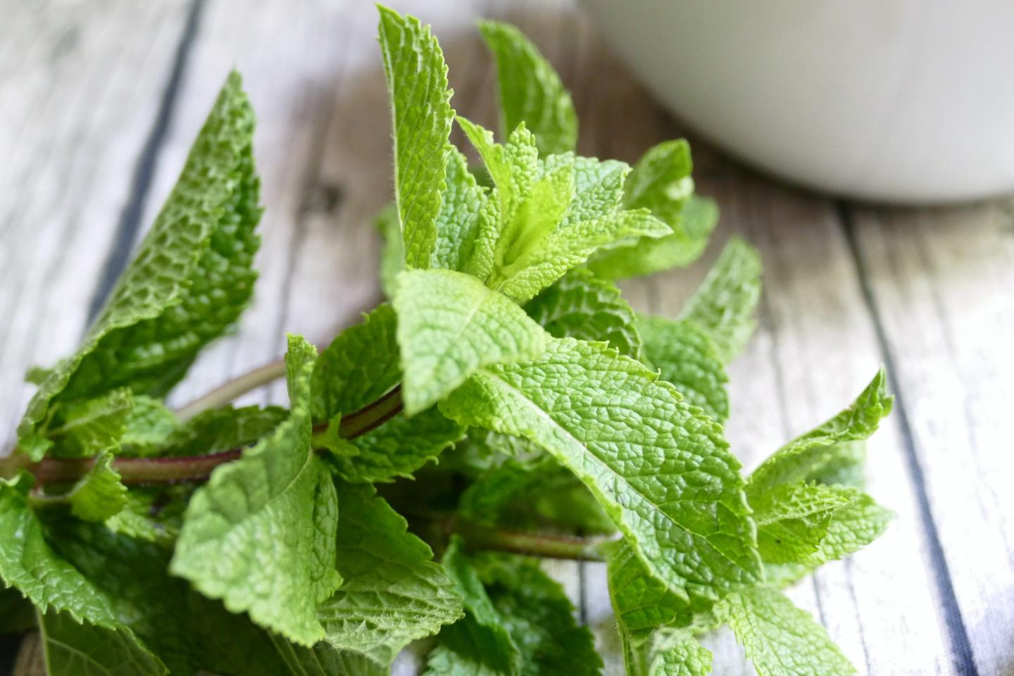 Leaves of the Peppermint Plant