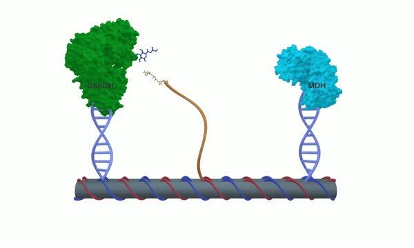 Swinging Arm Artificial Enzymes Using DNA Nanotechnology