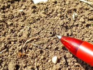 Nest entrance about 2mm in diameter, of a Furrow or Sweat Bee, made on one of the vegetation-free patches.