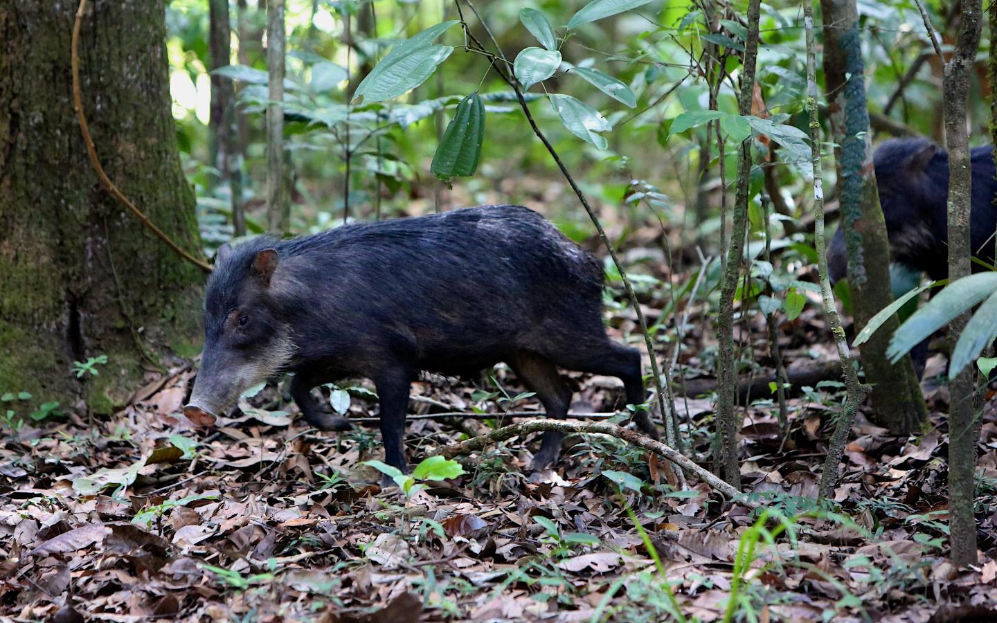 White-Lipped Peccary