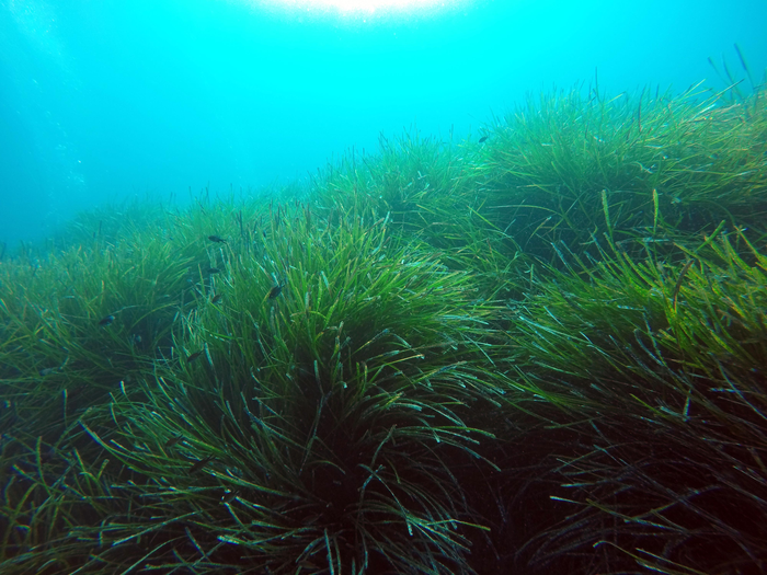 Seegraswiese im Mittelmeer