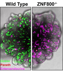 Human gut organoids with and without the transcription factor ZNF800