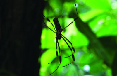 <I>Nephila clavipes</I>