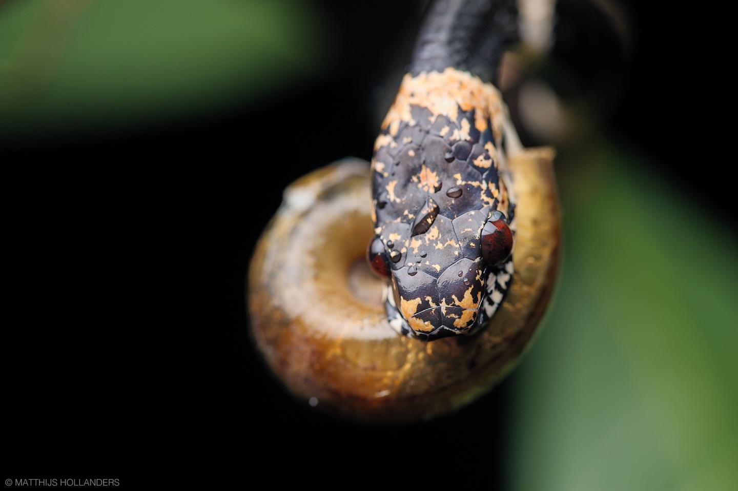 Snail-Eating Snake Trying to Suck a Snail Out of its Shell