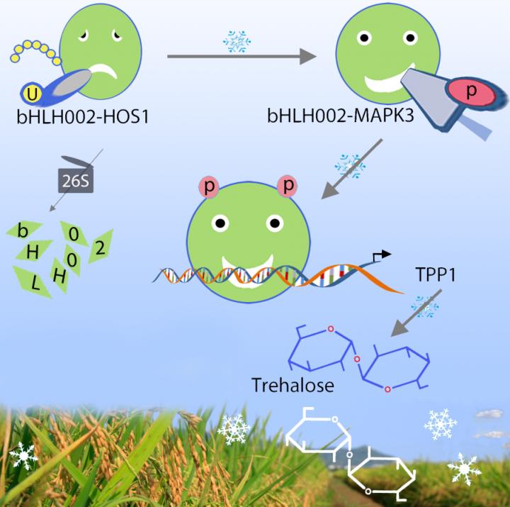 OsMAPK3-OsbHLH002-OsTPP1 Pathway Mediates the Chilling Tolerance in Rice