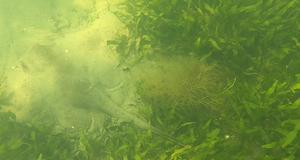 Stingray Swims Above Green Macroalga