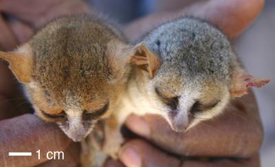 Mouse Lemurs