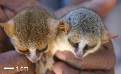 Lemurs' fur color may not define species | EurekAlert!