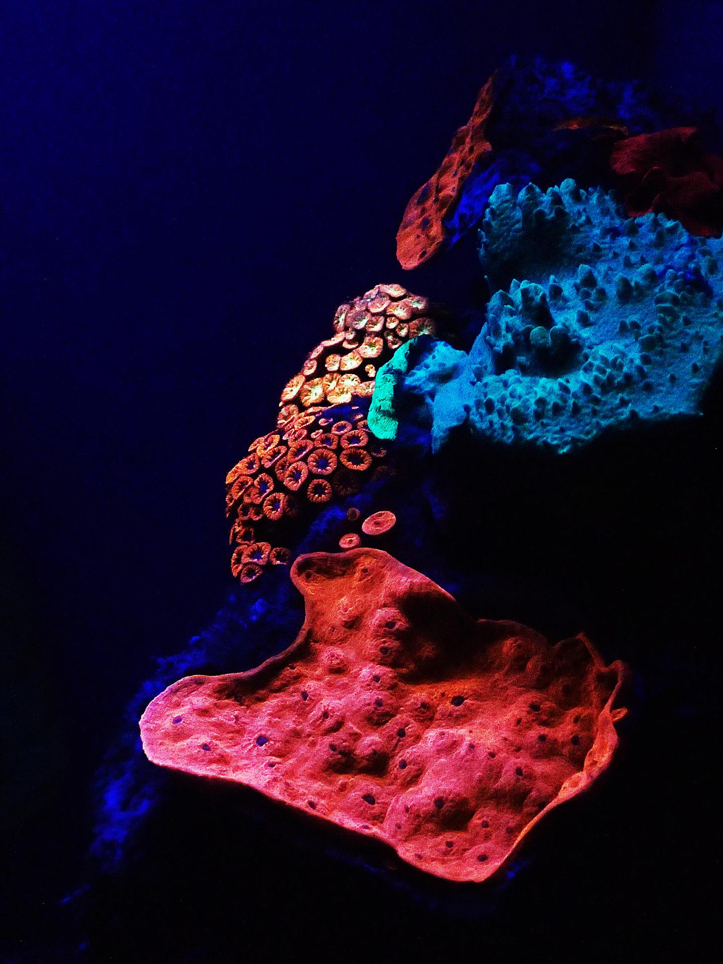 Fluorescent Coral in Mesophotic Reefs of the Red Sea