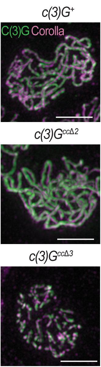 Imaging of Chromosomes