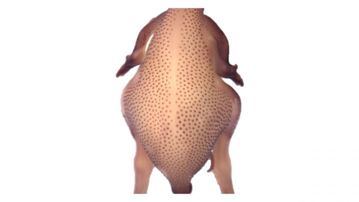 How Bird Feather Patterns Form