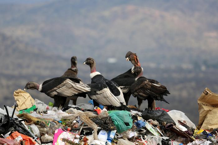 Andean Condors in landfills: complex balance of positive and negative effects