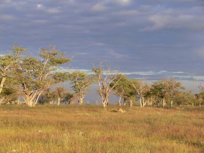 Etosha (1 of 2)