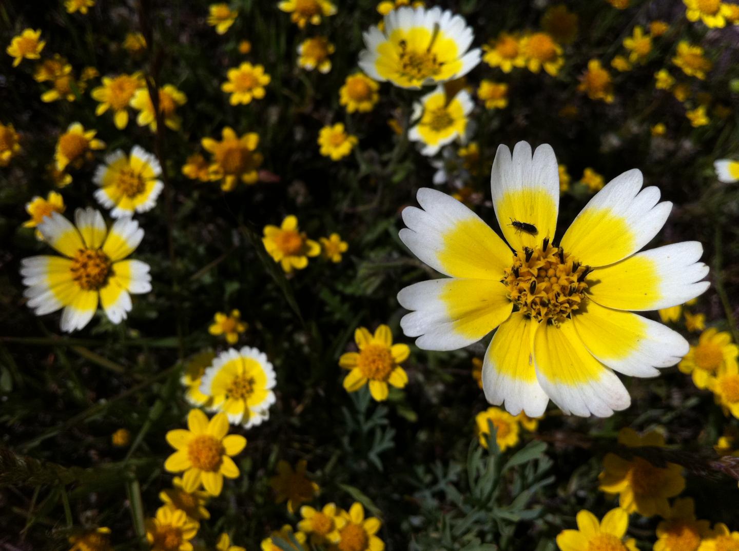 Flowers in a California Grassland