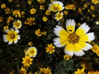 Flowers in a California Grassland